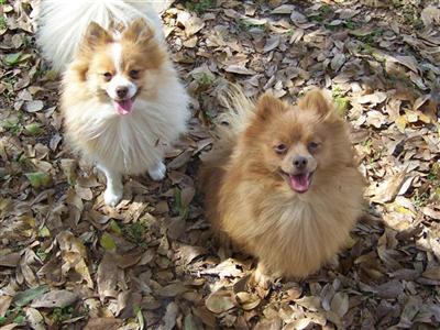 Dogs - Pomeranian